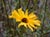 Encelia californica - Brittle-Bush