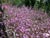 Clarkia rubicunda - Farewell to Spring