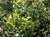 Arctostaphylos uva-ursi 