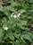 Cardamine californica - Milk Maids