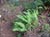 Polypodium californicum - California Polypody