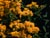 Solidago canadensis 