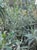 Epilobium canum 