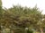 Cupressus macrocarpa - Monterey Cypress