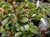 Ceanothus gloriosus 