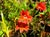 Mimulus 