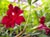 Mimulus 