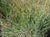 Festuca idahoensis 