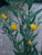 Dendromecon rigida - Bush Poppy