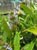 Salvia mellifera x ? 