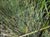 Festuca idahoensis 