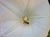 Calystegia purpurata purpurata - Morning-Glory