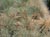 Festuca idahoensis 
