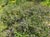 Ceanothus 
