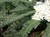 Achillea millefolium 