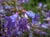 Penstemon heterophyllus 