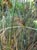 Juncus effusus pacificus 