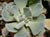 Sedum laxum heckneri  - Heckner