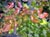 Berberis aquifolium 