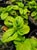 Ceanothus griseus 