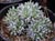 Dudleya greenei 'White Sprite' - Munchkin Dudleya