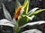 Solidago sp.  - Goldenrod
