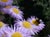 Erigeron glaucus 