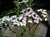 Achillea millefolium - Pink & White Yarrow