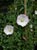 Calystegia macrostegia cyclostegia 'Candy Cane' - Coastal Morning Glory