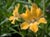 Mimulus Hybrids  - Hybrid Monkeyflower