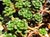 Sedum divergens  - Stonecrop
