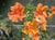 Mimulus 