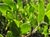 Arctostaphylos 