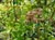 Quercus tomentella  - Island Oak