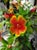 Mimulus 