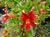 Mimulus 