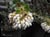 Arctostaphylos viridissima 