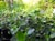 Ceanothus thyrsiflorus repens  - Prostrate Blueblossom