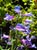 Penstemon heterophyllus 