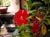 Mimulus 