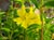 Mimulus 
