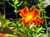 Mimulus 