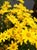 Eriophyllum lanatum 