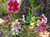 Mimulus 