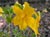 Mimulus 