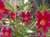 Mimulus 