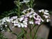 Achillea millefolium