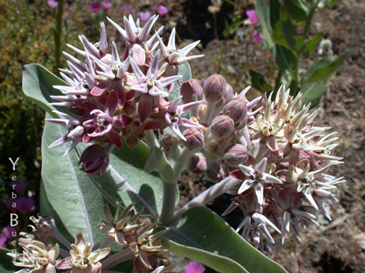 Asclepias speciosa