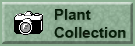 Plant Collection