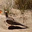 A mourning dove wanders through the dune scrub landscape ...